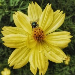 Close-up of yellow flower