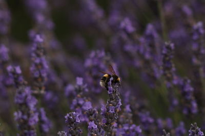 Close-up of bee pollinating on purple flower