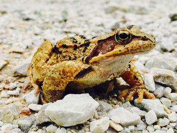 Close-up of frog on rock