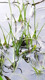 High angle view of plants in water