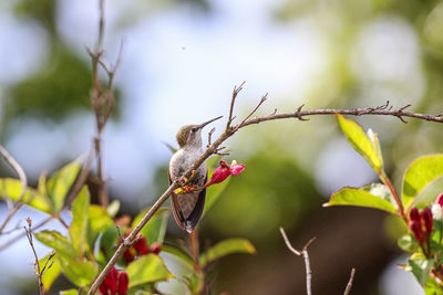 Close-up of hummingbird on plant