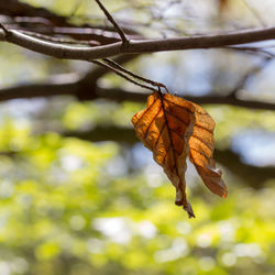 Close-up of dry leaves on branch