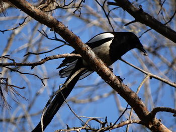 Low angle view of birds perching on branch