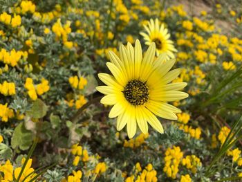 Close-up of yellow flowering plant on field