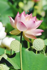 Close-up of pink lily