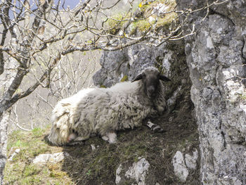 View of a sheep on rock