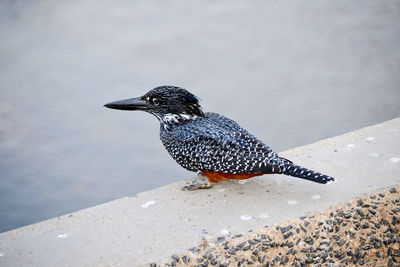 King fisher