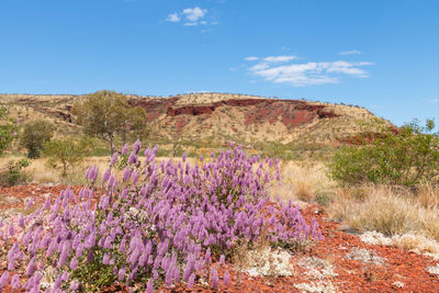 Purple flowering plants on land against sky