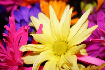 Close-up of yellow flower