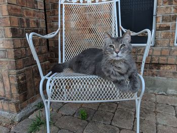 Cat sitting on chair against brick wall