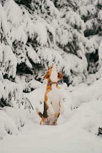Beagle dog playing in snow