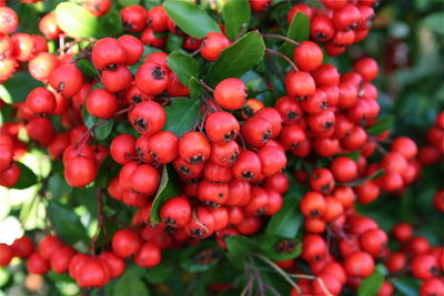 Close-up of cherries growing on plant