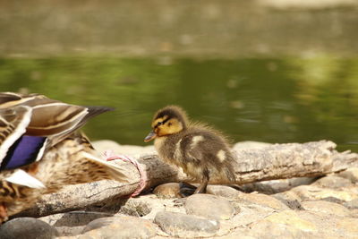 Ducks on rock by water