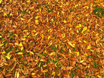 Full frame shot of dry maple leaves on field