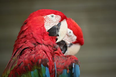 Close-up of parrot perching on branch