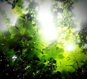 Sun shining through trees