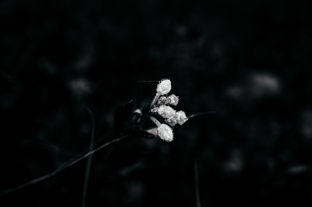 darkness, black and white, black, monochrome photography, monochrome, plant, flower, flowering plant, nature, fragility, focus on foreground, beauty in nature, close-up, black background, macro photography, night, no people, copy space, outdoors, selective focus