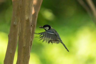 Bird perching on a tree