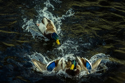 High angle view of turtle in sea