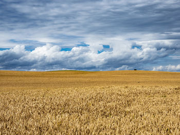 Scenic view of agricultural field against sky