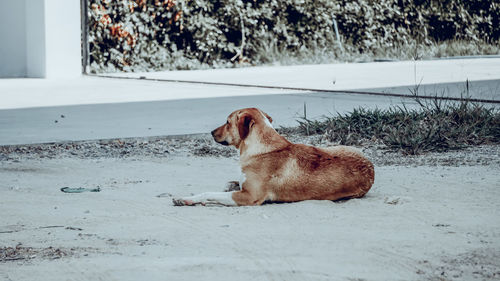 Side view of a dog on snow field