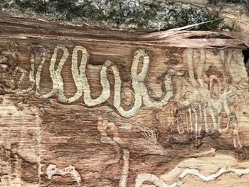 Close-up of text on tree trunk