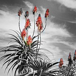 Low angle view of palm tree against sky