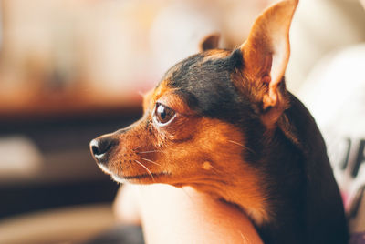 Close-up of a dog looking away