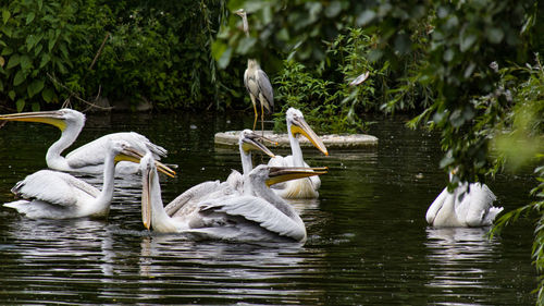 Ducks in a lake