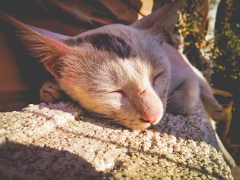 Close-up of a cat sleeping