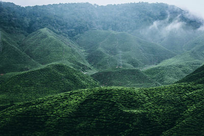 Scenic view of agricultural landscape