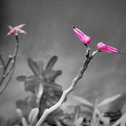 Close-up of flowers against blurred background