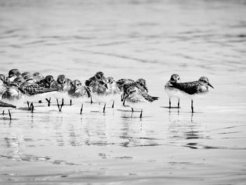 Birds swimming in lake