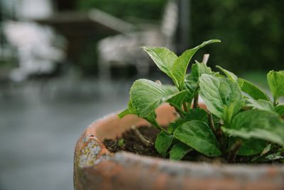 Close-up of potted plant