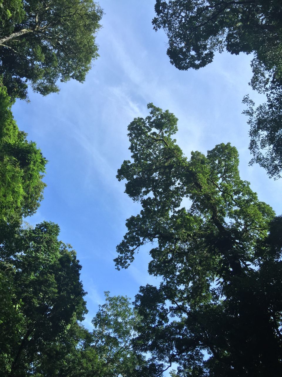 LOW ANGLE VIEW OF TREES AGAINST SKY IN FOREST