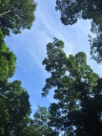 Low angle view of trees against sky