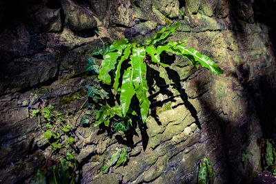 Close-up of tree trunk