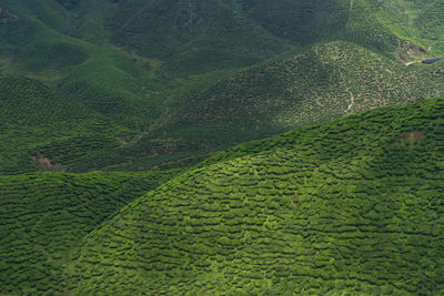 Scenic view of agricultural field