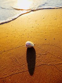 High angle view of crab on beach