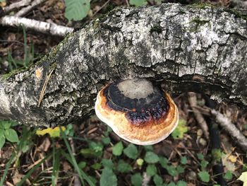 Close-up of mushroom growing on tree trunk