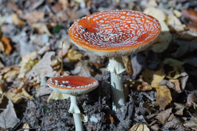 Close-up of fly agaric mushroom on field