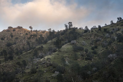 Low angle view of trees on landscape against sky