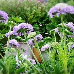 Close-up of purple flowers