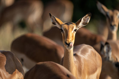 Close-up of female common impala licking lip