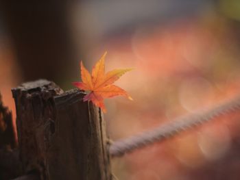 Close-up of orange leaf on wood during autumn