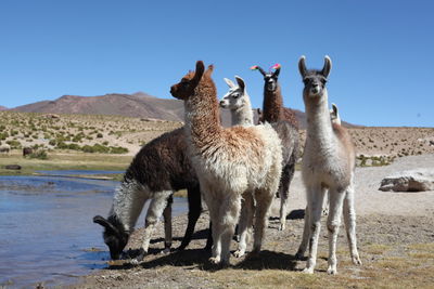 Full length of llamas standing on lakeshore