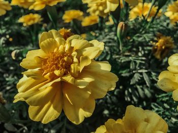 Close-up of yellow flowers blooming outdoors