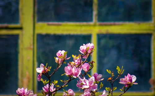 Close-up of pink flowering plant
