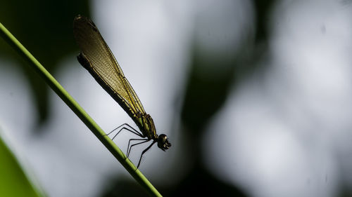 Close-up of insect