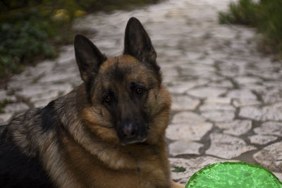 Portrait of dog by wall